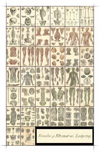 human anatomy skeleton. Department of Anatomy and Cell