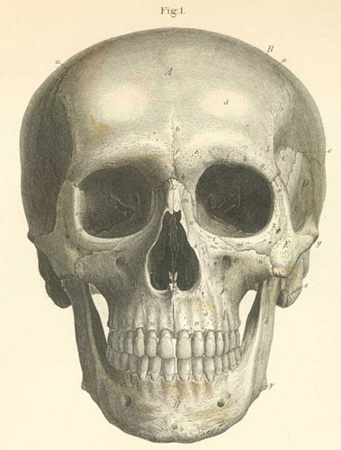 The bones of the skull seen from the front