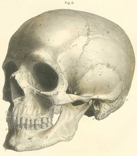 The bones of the skull, lateral view