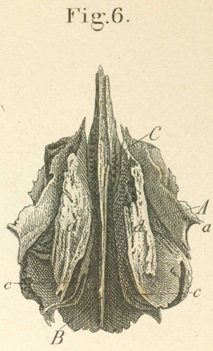 The ethmoid bone, from its interior surface