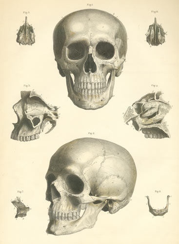 Plate 1: Bones of the skull