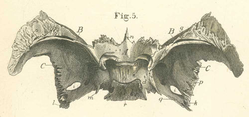 The os sphenoid, from its upper or its brain surface