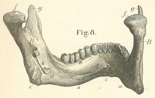 The mandible is placed to see the inner surface