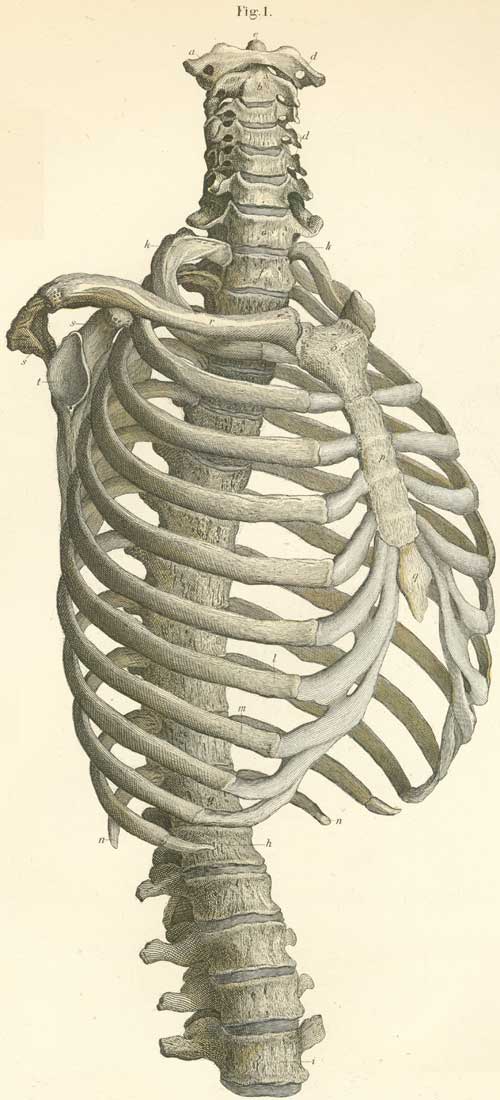 The vertebrae of the thorax.