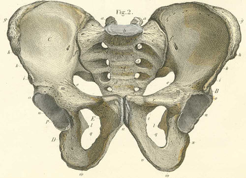 The bones of the pelvis, from its anterior side.