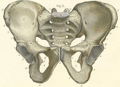 anterior ilium