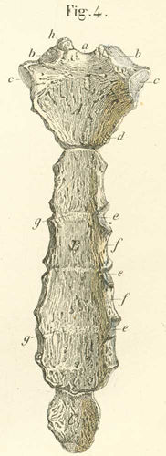 The sternum seen from its anterior surface.