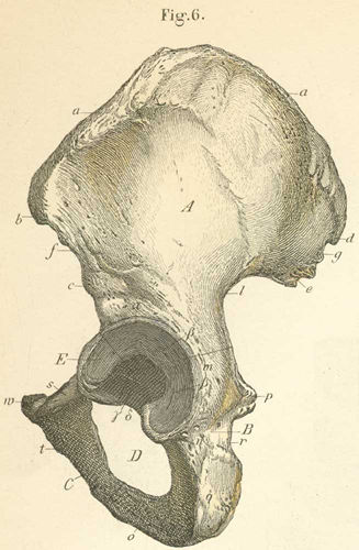 The left pelvis, seen from the outside.