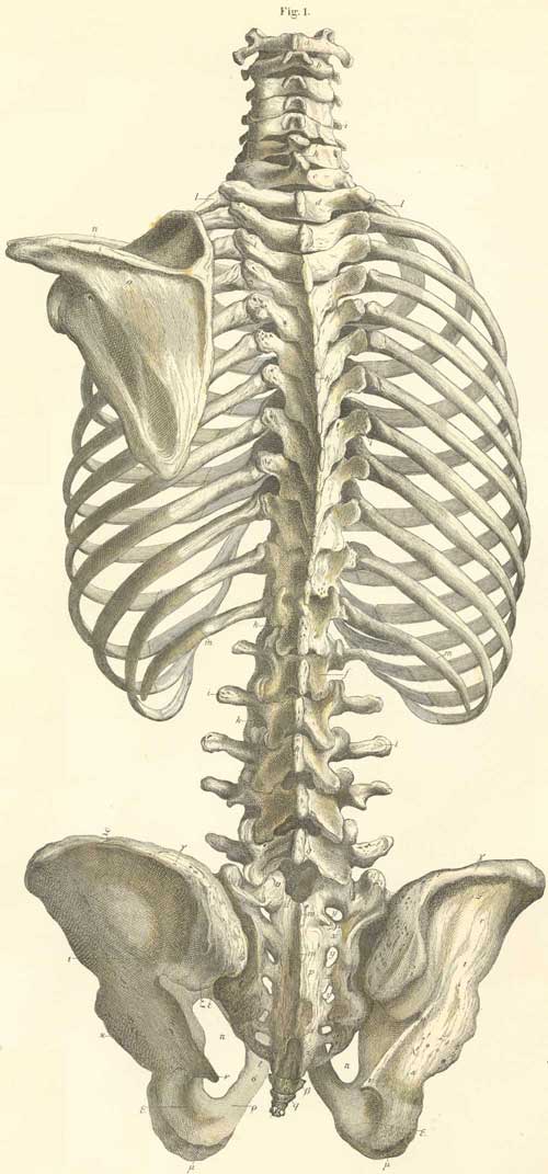 The bones of the trunk with the left scapula, seen from the front.