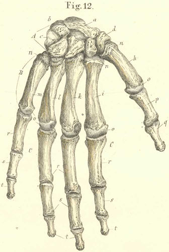 The bones of the right hand and their assemblage seen from the dorsal surface.