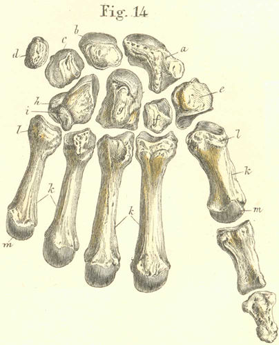 The bones of the left carpus and hand viewed from the palmar or volar side