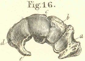 The bones of the left carpus (lower row) seen from the metacarpal 
  surface.