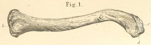 This figure shows the left clavicle from the front and above.