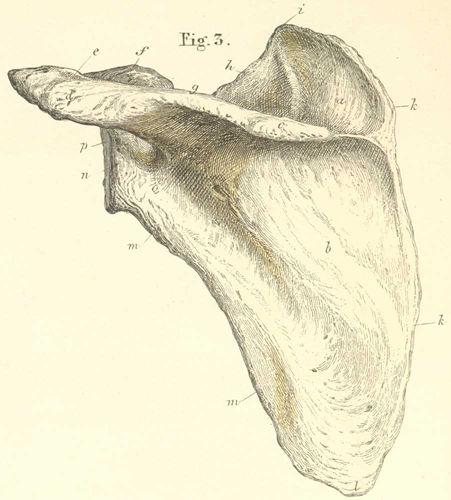 The left scapula, from its posterior or outer surface