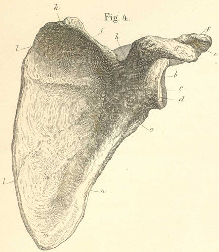 The left scapula, from its posterior or outer surface