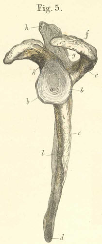 The left scapula seen from the front and outside.