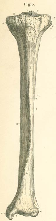 The left tibia seen from the anterior or volar surface.