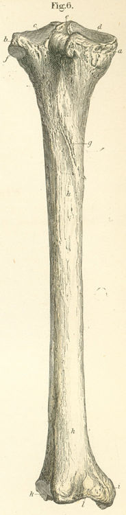 Posterior surface of the left tibia.