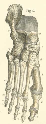 The bones of the left foot from their articular surfaces.
