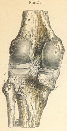 The left knee joint, opened from behind