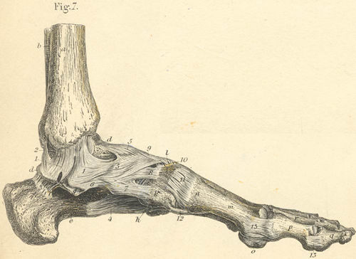 Left foot, seen from the medial side