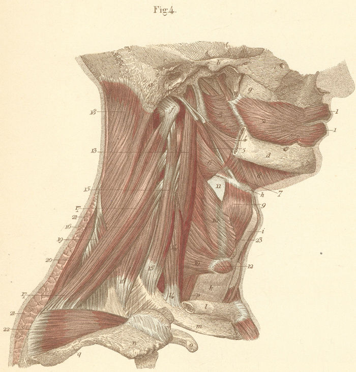 The deep neck muscles of the right side of the neck.