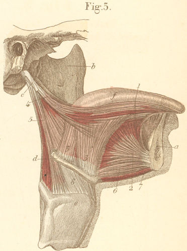 Muscles of the tongue, seen from the right side