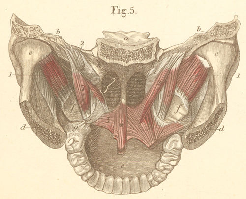 Muscles of the soft palate, seen from the inner side and from behind