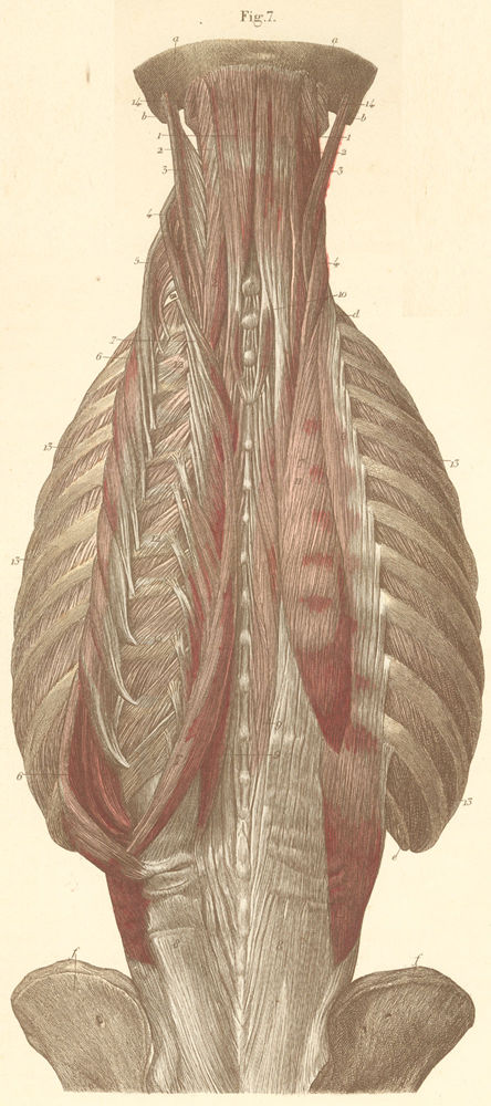 Deep neck and spinal muscles, after removal of shoulder blades (scapulae)