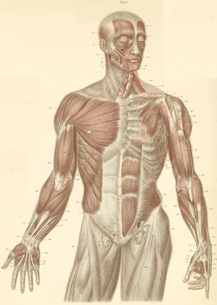 human body anatomy. surface of the ody