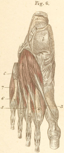 The muscles of the back of the right foot