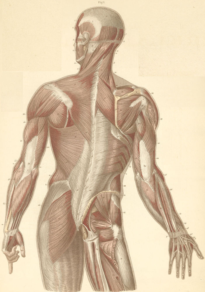 Muscles of the neck, back, and dorsal surface of the arm