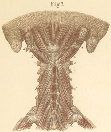 Deep muscles of the neck