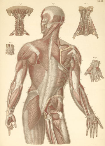 tendons in hand. Tendons and tendon sheaths on