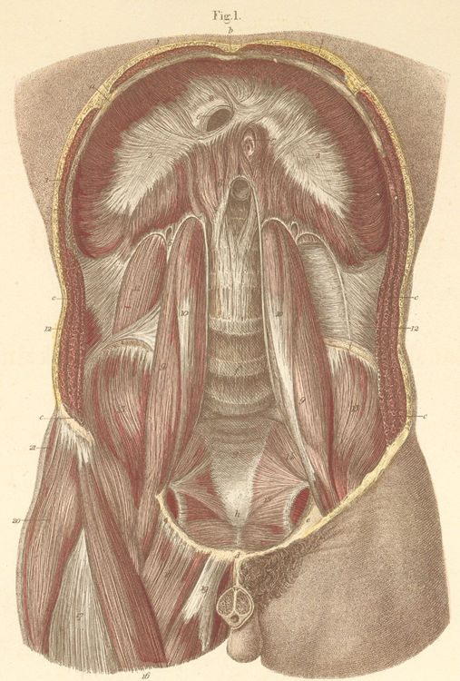 Muscles of the upper and posterior abdominal and pelvic wall.