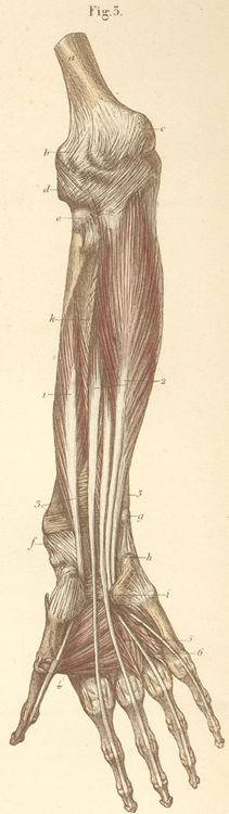 Deep forearm and hand muscles on the volar (palmar) side