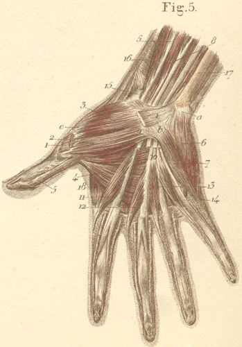 Volar surface of the right hand