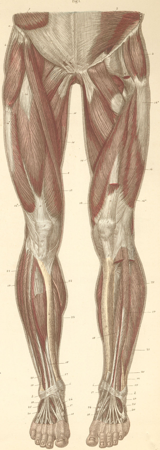 Muscles of the anterior surface of the lower limb