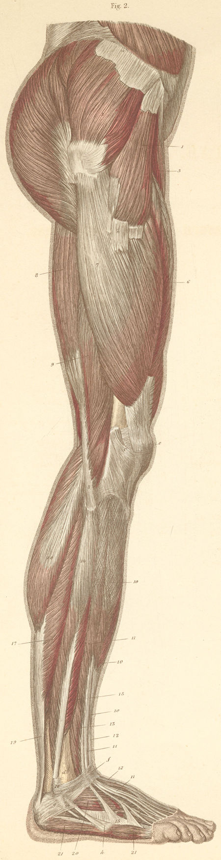 Muscles of the medial side of the lower limb