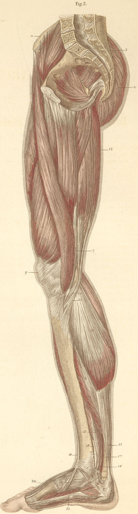 Muscles of the medial surface of the pelvis, as well as the right thigh and leg.