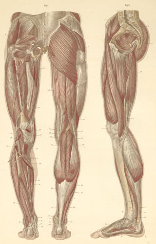 muscles of leg. Plate 15: Muscles of the