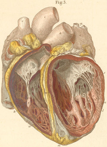 Chambers Of Heart. with opened heart chambers