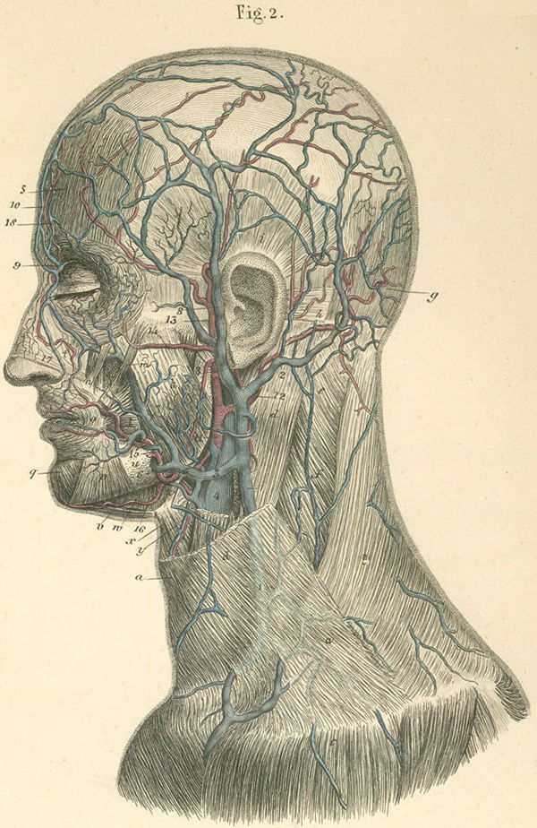 Arteries and veins on the left side of the face and neck