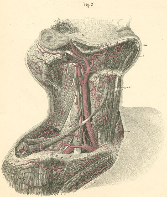 Arteries On The Right Side Of Neck Pictures Anatomy Atlas