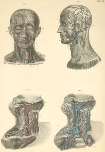 Arteries and veins on the left side of the face and neck.