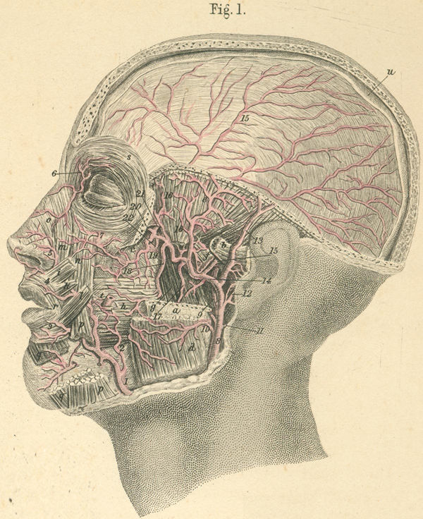 Area of supply of the maxillary artery