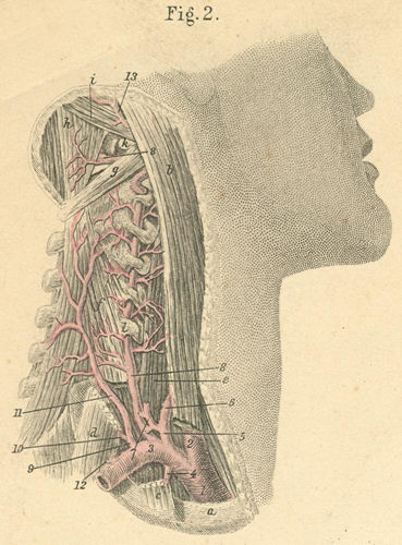 arteries in neck diagram. arteries in neck and head. Vertebral artery and deep neck arteries in neck