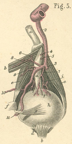 Ophthalmic artery with its deep branches