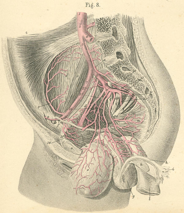 Pelvic arteries in women.