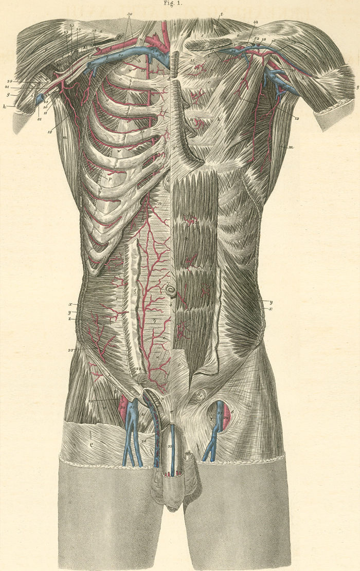 The arteries of the torso, axilla and upper thigh